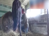 Horse fuck in stable 